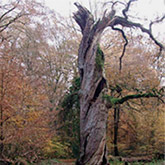 urwald