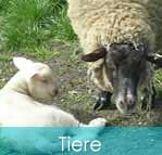 Schafe